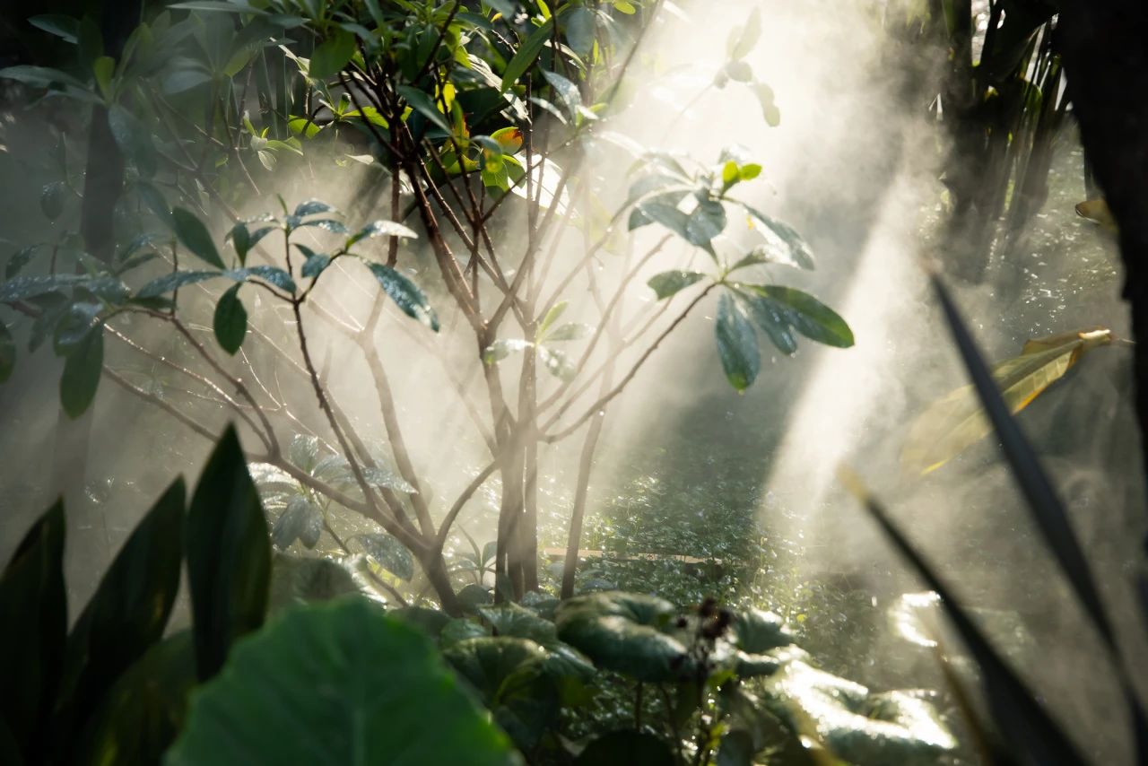 夏日雨林 | 成都德樺·御湖和境第34張圖片